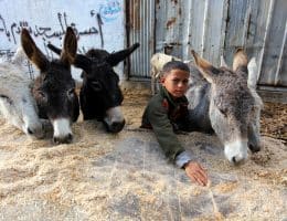 Donkeys feed on clover, in the Zeitoun neighborhood, east of Gaza, on December 5, 2020. (Photo: Mahmoud Ajjour/APA Images)