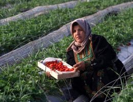 A Palestinian farmer picks strawberries for export at a farm in Beit Lahia, in the northern Gaza Strip, on November 29, 2010. Gaza farmers hope to send 1,000 tones of strawberries to Europe through a partly eased Israeli blockade in the coming week. (Photo by Ashraf Amra/APA Images)