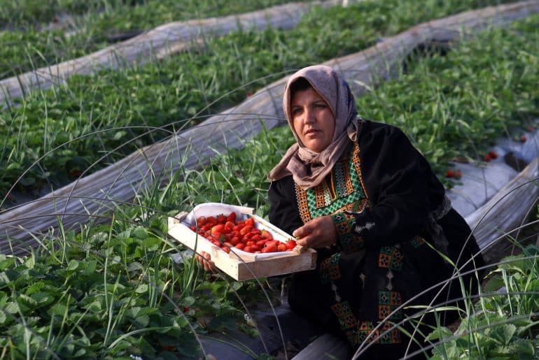 A Palestinian farmer picks strawberries for export at a farm in Beit Lahia, in the northern Gaza Strip, on November 29, 2010. Gaza farmers hope to send 1,000 tones of strawberries to Europe through a partly eased Israeli blockade in the coming week. (Photo by Ashraf Amra/APA Images)