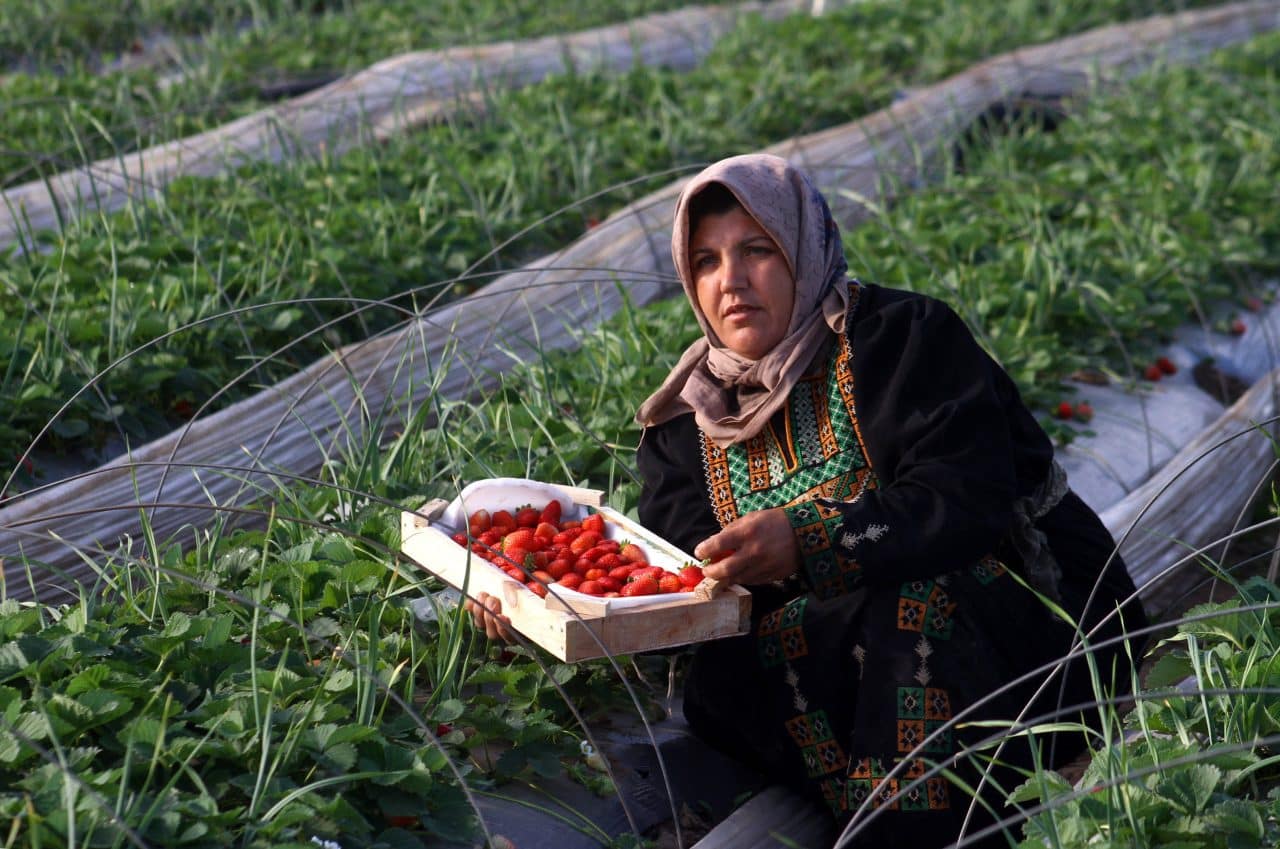 Israel’s genocide has destroyed Gaza’s renowned strawberry industry