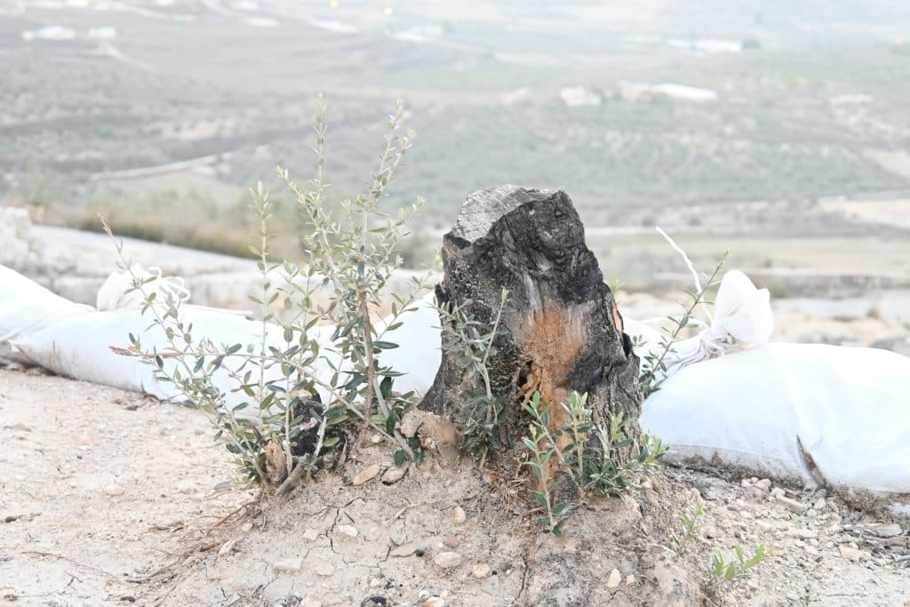 (Photo: Felix Nobes)