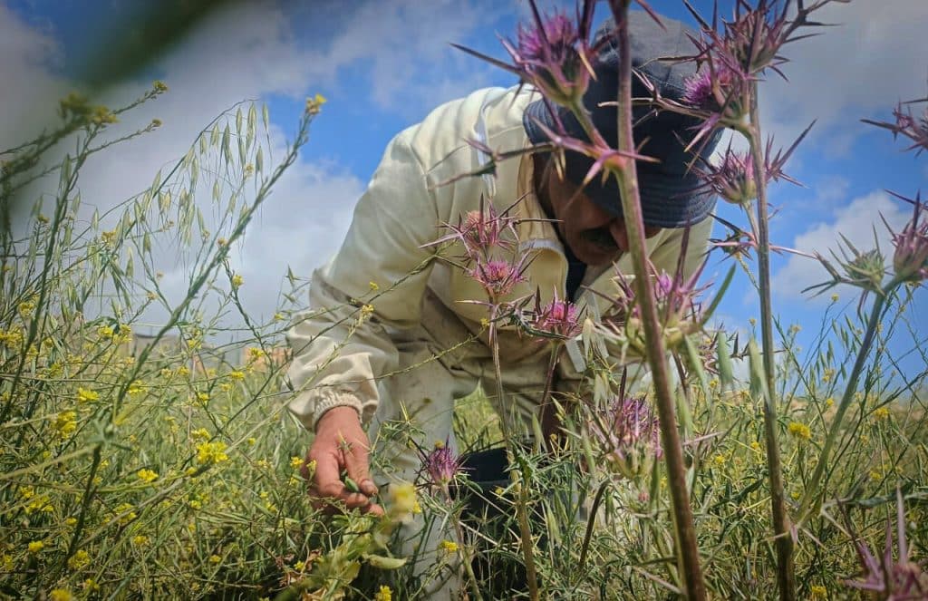 Palestinian farmer Eyad Yousef in the village of Taybeh, east of Ramallah, April 2026. (Photo: Qassam Muaddi/Mondoweiss)