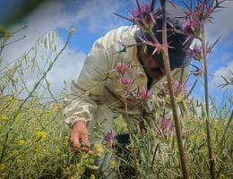 Palestinian farmer Eyad Yousef in the village of Taybeh, east of Ramallah, April 2026. (Photo: Qassam Muaddi/Mondoweiss)