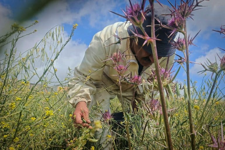 Palestinian farmer Eyad Yousef in the village of Taybeh, east of Ramallah, April 2026. (Photo: Qassam Muaddi/Mondoweiss)