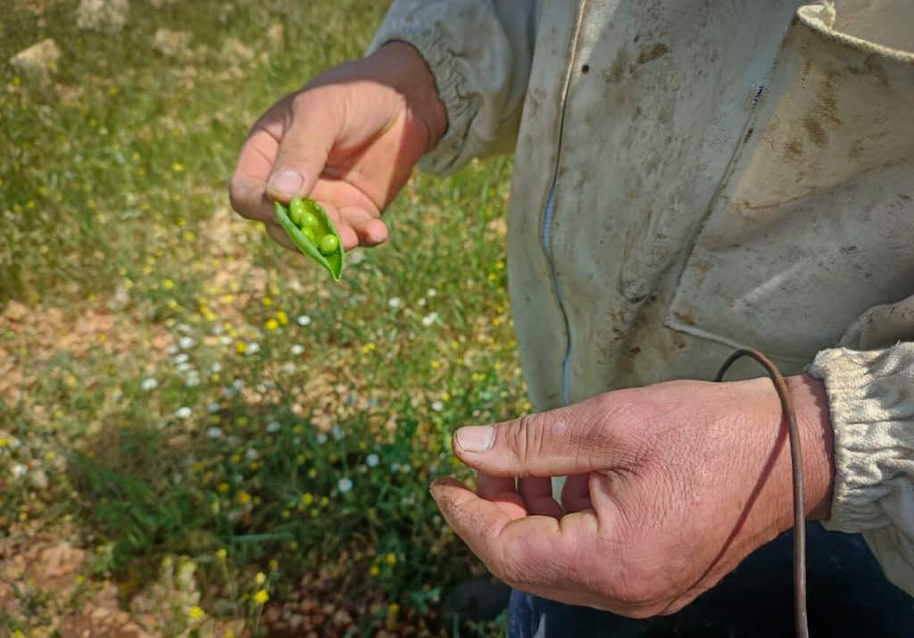 Palestinian farmer Eyad Yousef in the village of Taybeh, east of Ramallah, April 2026. (Photo: Qassam Muaddi/Mondoweiss)