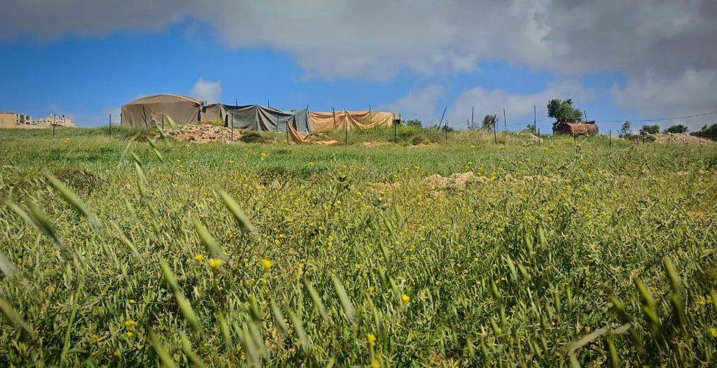 Pea field in the village of Taybeh, east of Ramallah, April 2026. (Photo: Qassam Muaddi/Mondoweiss)
