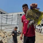 Displaced Palestinians face a major infestation of rodents. (Photo: Tariq Mohammad/APA Images)
