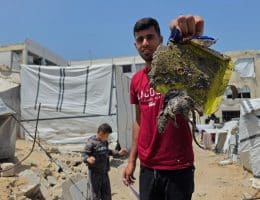 Displaced Palestinians face a major infestation of rodents. (Photo: Tariq Mohammad/APA Images)