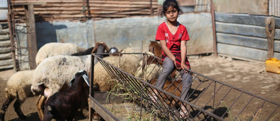 Palestinian children watch sheep inside a livestock pen in the Bureij refugee camp in the central Gaza Strip on May 25, 2026, ahead of Eid al-Adha. Residents are facing increasing difficulty purchasing sacrificial animals for the third consecutive year amid rising prices and declining livestock availability. (Photo: Hassan al-Jedi/APA Images)