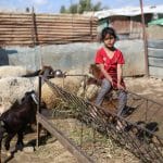Palestinian children watch sheep inside a livestock pen in the Bureij refugee camp in the central Gaza Strip on May 25, 2026, ahead of Eid al-Adha. Residents are facing increasing difficulty purchasing sacrificial animals for the third consecutive year amid rising prices and declining livestock availability. (Photo: Hassan al-Jedi/APA Images)