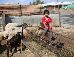 Palestinian children watch sheep inside a livestock pen in the Bureij refugee camp in the central Gaza Strip on May 25, 2026, ahead of Eid al-Adha. Residents are facing increasing difficulty purchasing sacrificial animals for the third consecutive year amid rising prices and declining livestock availability. (Photo: Hassan al-Jedi/APA Images)