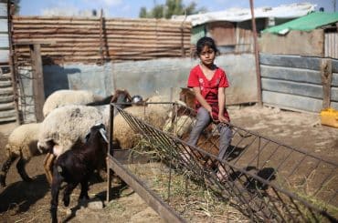 Palestinian children watch sheep inside a livestock pen in the Bureij refugee camp in the central Gaza Strip on May 25, 2026, ahead of Eid al-Adha. Residents are facing increasing difficulty purchasing sacrificial animals for the third consecutive year amid rising prices and declining livestock availability. (Photo: Hassan al-Jedi/APA Images)