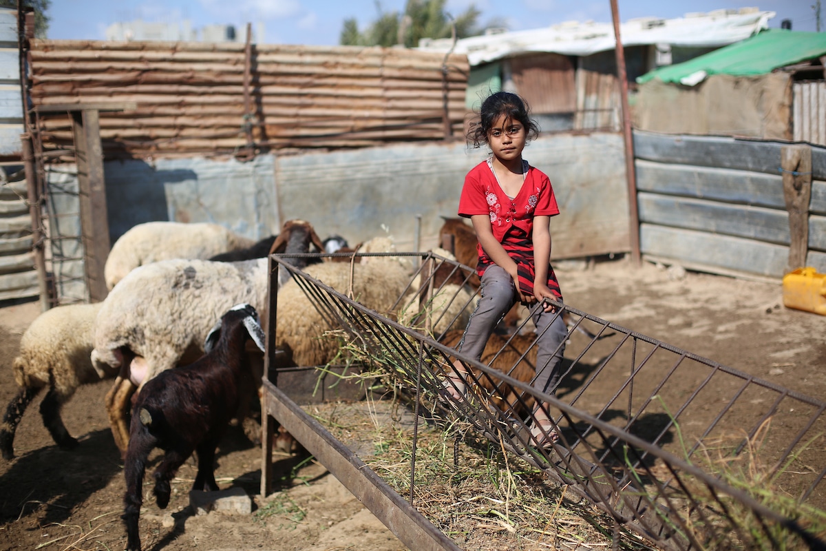 ‘Life itself no longer feels the same’: Gaza faces another Eid al-Adha amid genocide