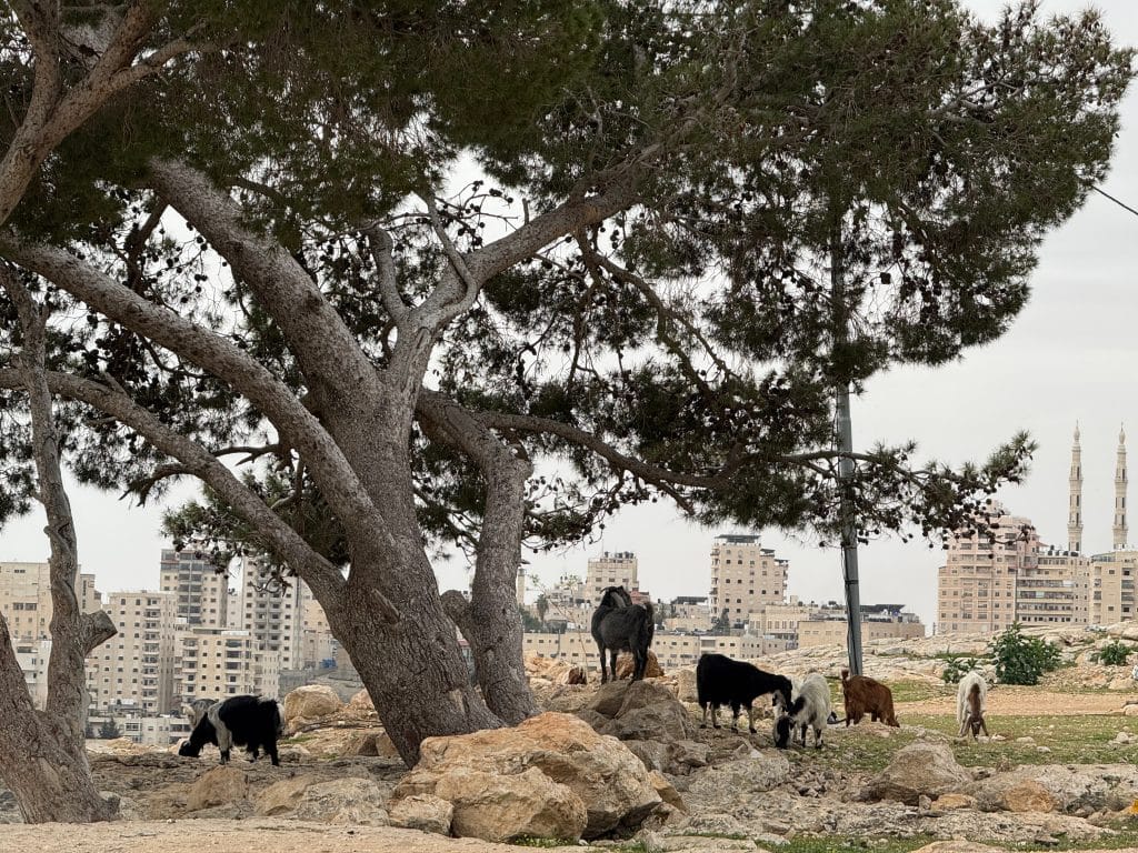 The Jahhalin clan from the Bedouin community of Jabal al-Baba are threatened with forced transfer to make way for Israel's E1 settlement project, May 2026. (Photo: Shatha Hammad)