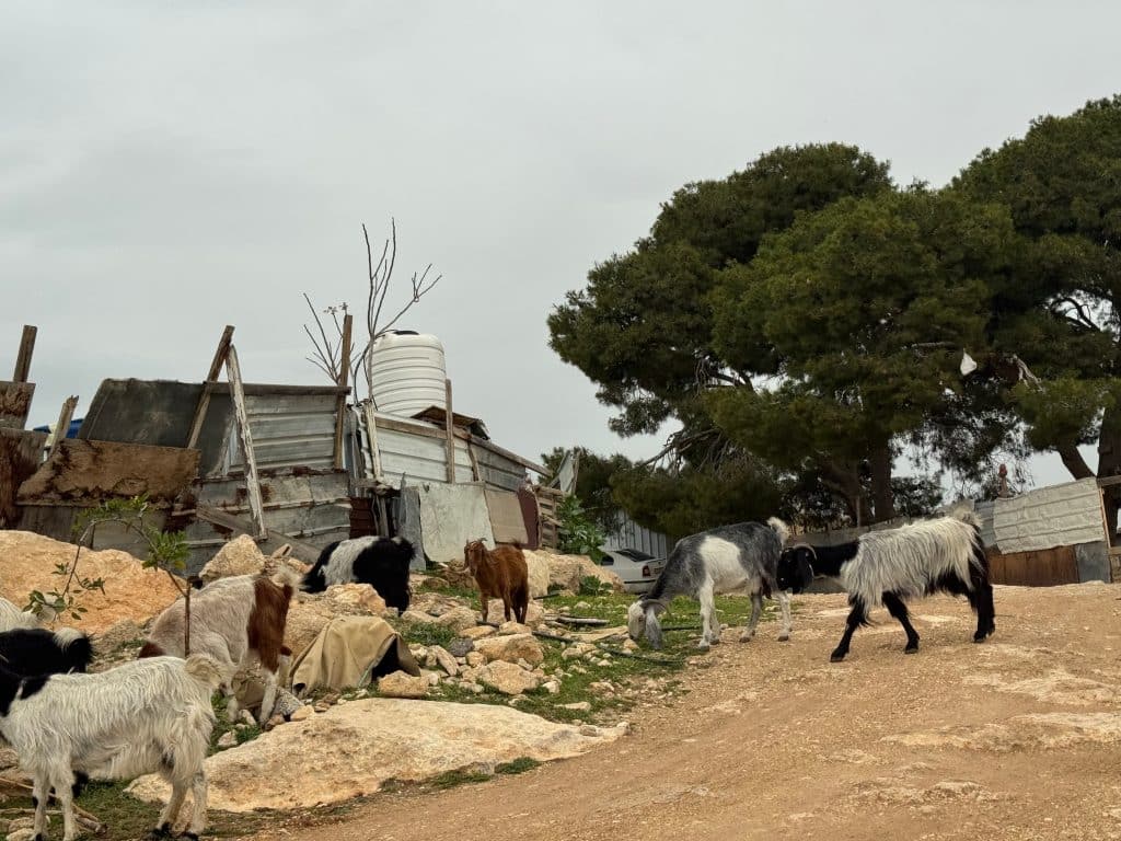 Thousands of Bedouin Palestinians have been pushed off their ancestral grazing lands by Israeli settler violence two years since October 7, 2023. (Photo: Shatha Hammad)
