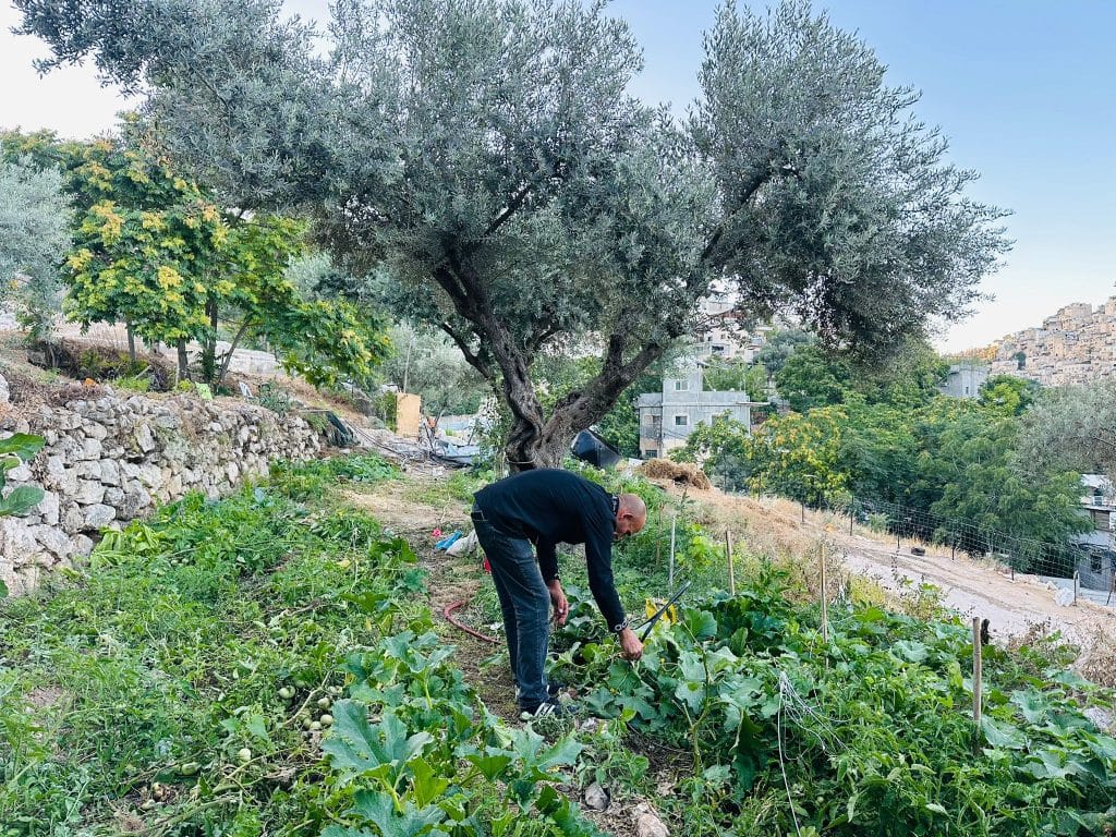 Khaled al-Zir, the church's caretaker, tending to the land surrounding the Greek Orthodox Patriarchate, June 2026 (Photo: Iyad Jaber).