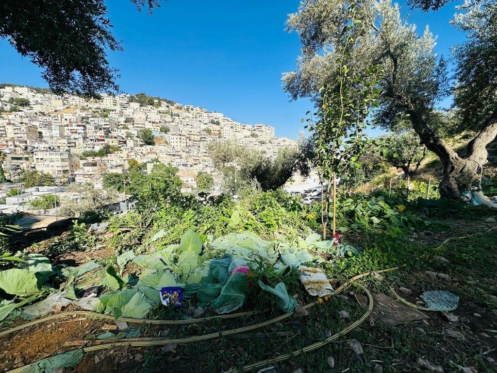 Aftermath of the destruction of agricultural land belonging to the Greek Orthodox Patriarchate. (Photo: Khaled al-Zir)