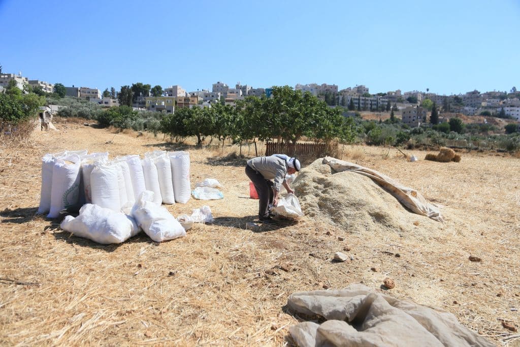 Palestinian wheat farmers working in the field during the harvest season in the plains of the village of Salem, east of Nablus, June 24, 2026. (Photo: Mohammed Nasser/APA Images)