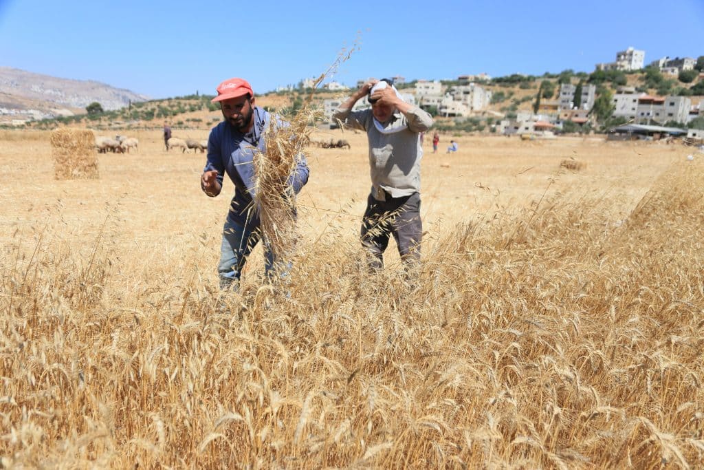 Palestinian wheat farmers working in the field during the harvest season in the plains of the village of Salem, east of Nablus, June 24, 2026. (Photo: Mohammed Nasser/APA Images)