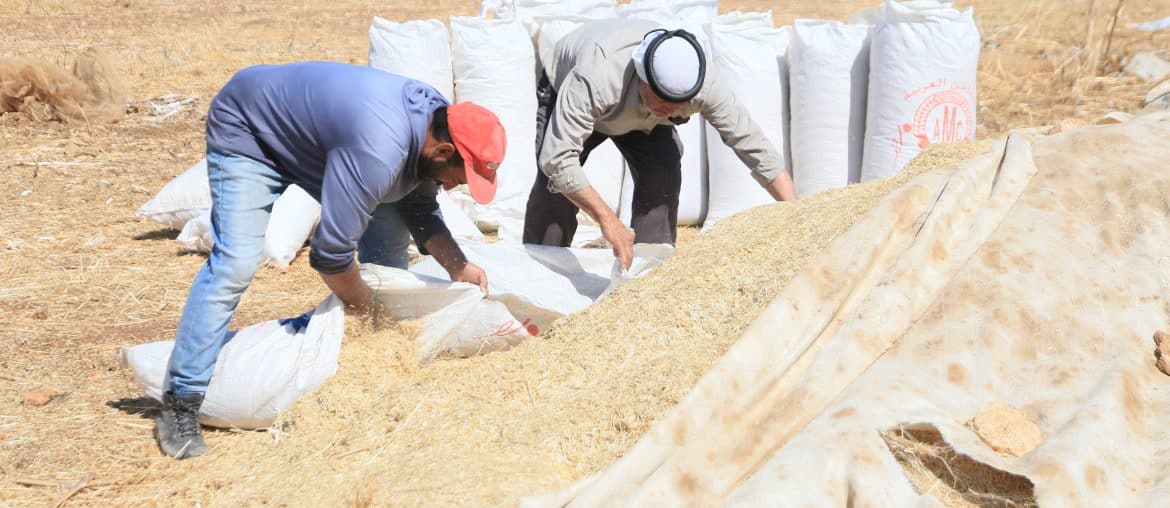Palestinian wheat farmers working in the field during the harvest season in the plains of the village of Salem, east of Nablus, June 24, 2026. (Photo: Mohammed Nasser/APA Images)