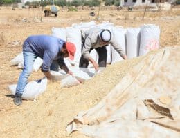 Palestinian wheat farmers working in the field during the harvest season in the plains of the village of Salem, east of Nablus, June 24, 2026. (Photo: Mohammed Nasser/APA Images)
