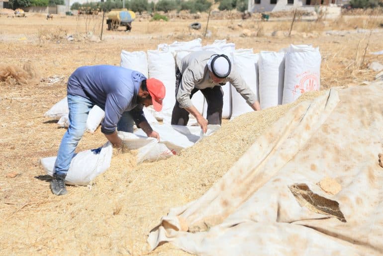Palestinian wheat farmers working in the field during the harvest season in the plains of the village of Salem, east of Nablus, June 24, 2026. (Photo: Mohammed Nasser/APA Images)