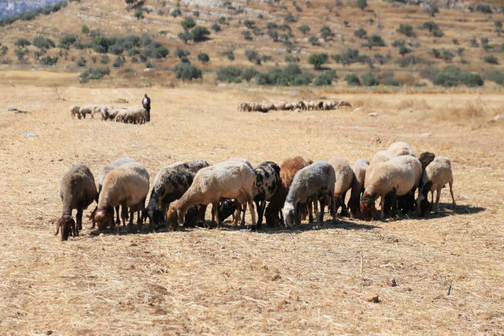 Palestinian wheat farmers working in the field during the harvest season in the plains of the village of Salem, east of Nablus, June 24, 2026. (Photo: Mohammed Nasser/APA Images)