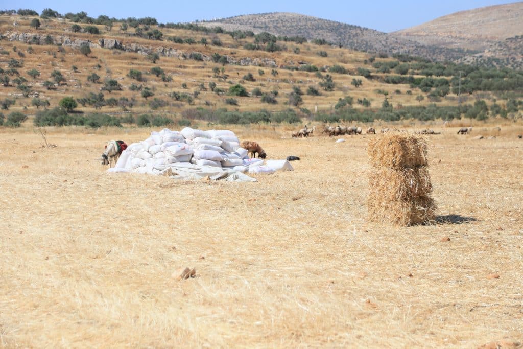 Palestinian wheat farmers working in the field during the harvest season in the plains of the village of Salem, east of Nablus, June 24, 2026. (Photo: Mohammed Nasser/APA Images)