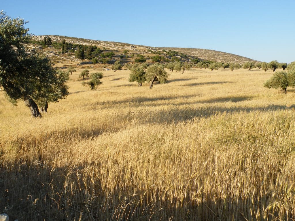 Wheat fields in the vilalge of Yanoun outside of Nablus, West Bank, May 29, 2009. (Photo: Wikimedia Commons)
