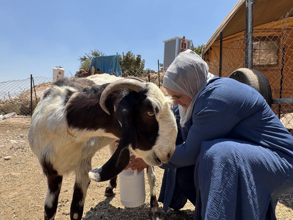 A member of the Abu Hammam family, the only family left in al-Mughayyir that still owns a flock of sheep, which was halved in recent years, falling to just 130 head, after the family was barred from reaching grazing land by the Israeli army and settlers in the West Bank village of al-Mughayyir, July 2026. (Photo: Shatha Hammad)